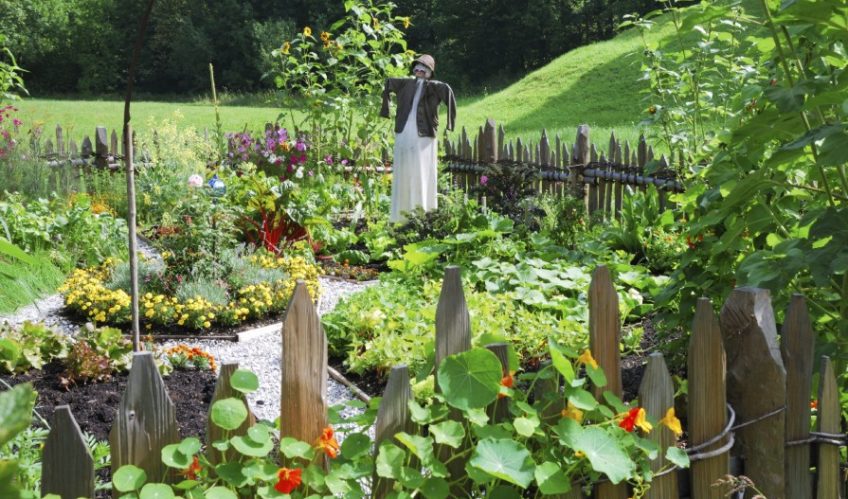 Planning Your Vegetable Garden Step by Step, the Right Way